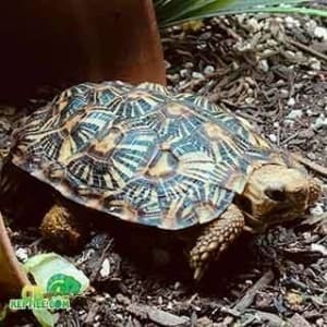 tortoise for sale