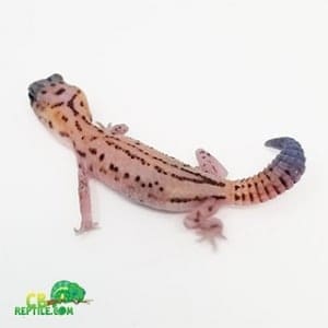 patternless whiteout fat tail gecko