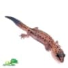 patternless whiteout fat tail geckos