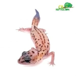 fat tail gecko