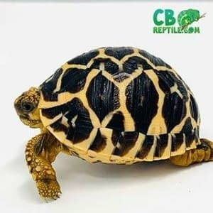 star tortoise for sale