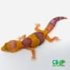 tangerine caramel fat tail gecko