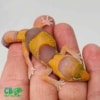 tangerine caramel fat tailed gecko