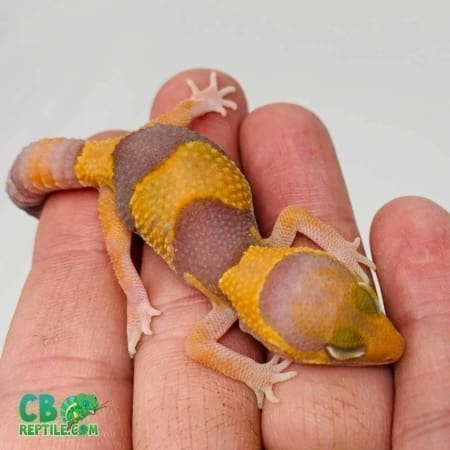 tangerine caramel fat tailed gecko