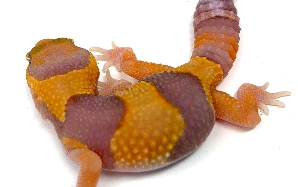 tangerine fat tailed gecko