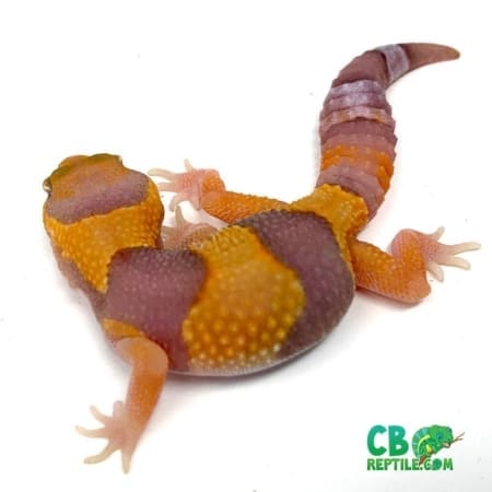 tangerine fat tailed gecko