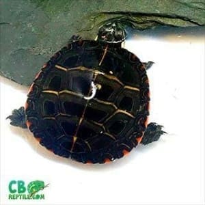 water turtles for sale