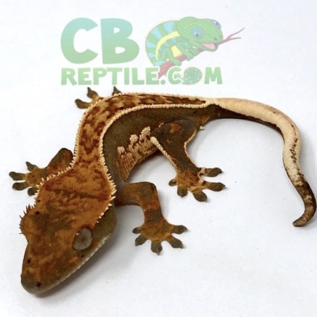 Crested gecko for sale