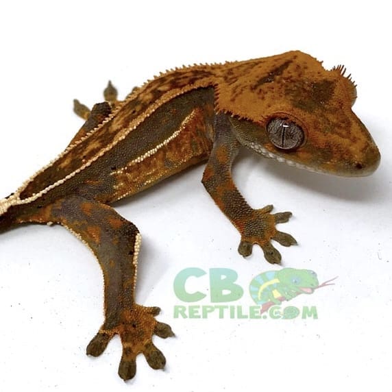 Tiger crested gecko for sale online buy baby tiger crested geckos for