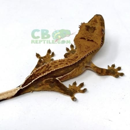 crested gecko for sale