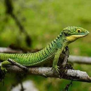 abronia for sale