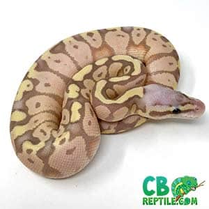 baby ball python for sale