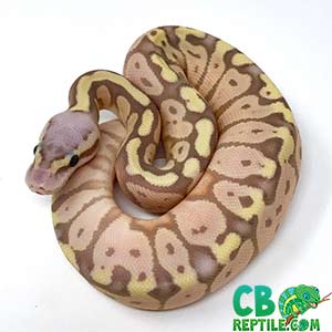 baby ball python