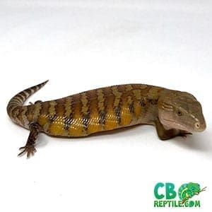 baby Northern Blue tongue skink