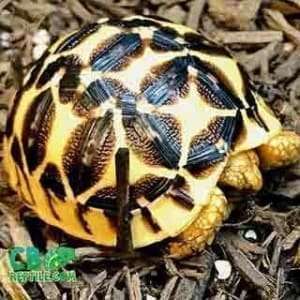 baby tortoise