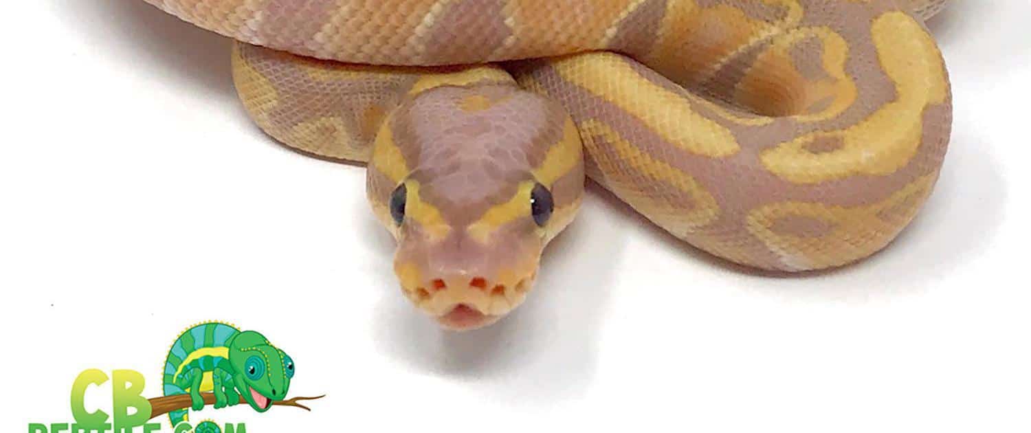 Ball Python Care Sheet I Learn How To Care For Your Ball Python – BHB  Reptiles