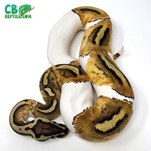 ball python care sheet