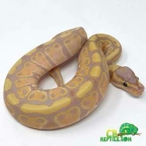 ball python care sheet