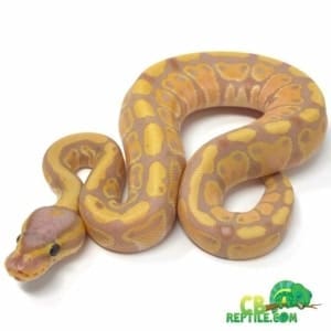 ball python diet