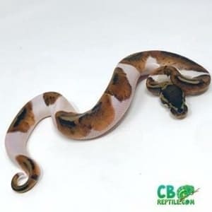 ball python morphs