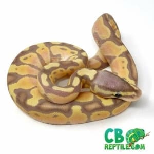 banana pastel ball python