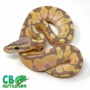 banana pastel ball python for sale