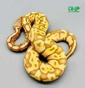 banana python for sale