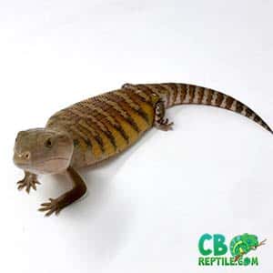 blue tongue skink care