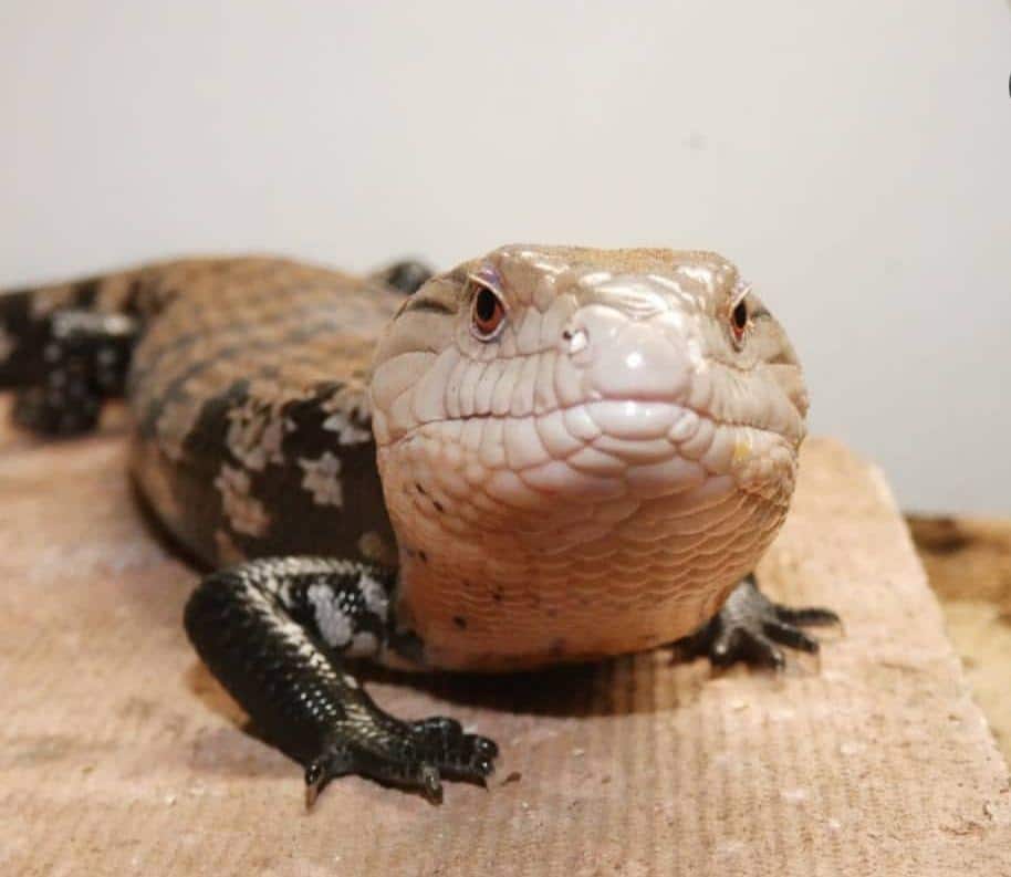 Blue Tongue Skink Breeders | CB Reptile | Geckos for sale ...