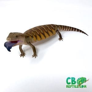 blue tongue skink breeders