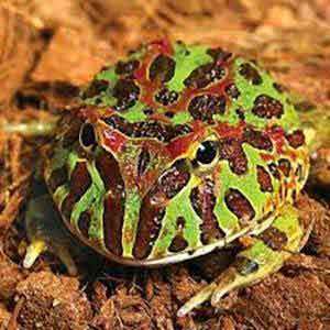 pacman frog for sale