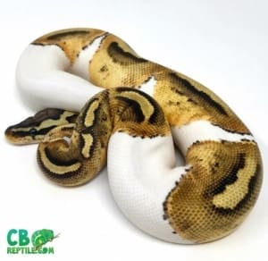 pastel pied ball python