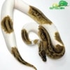 pastel pied ball python