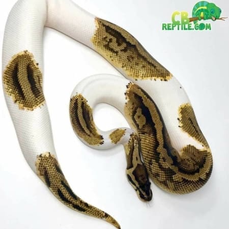pastel pied ball python