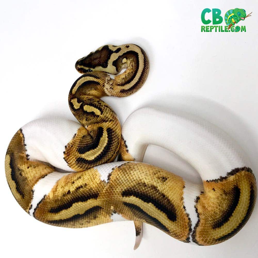 pastel pied ball python for sale