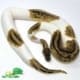 pastel pied ball python for sale