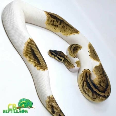 pastel piebald python