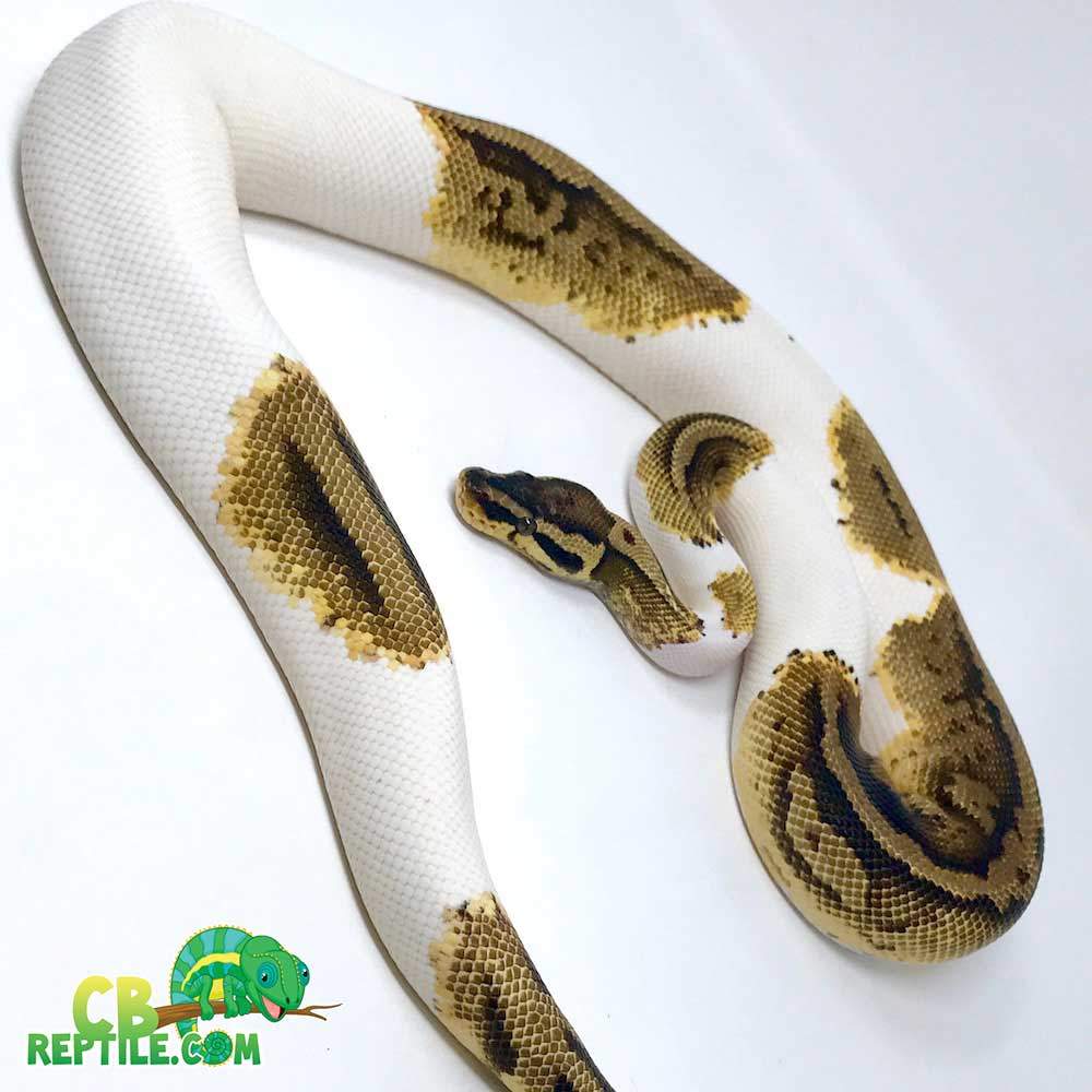 pastel piebald python for sale