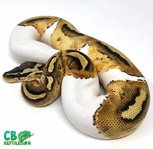 piebald python for sale