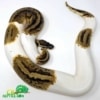 pied ball python