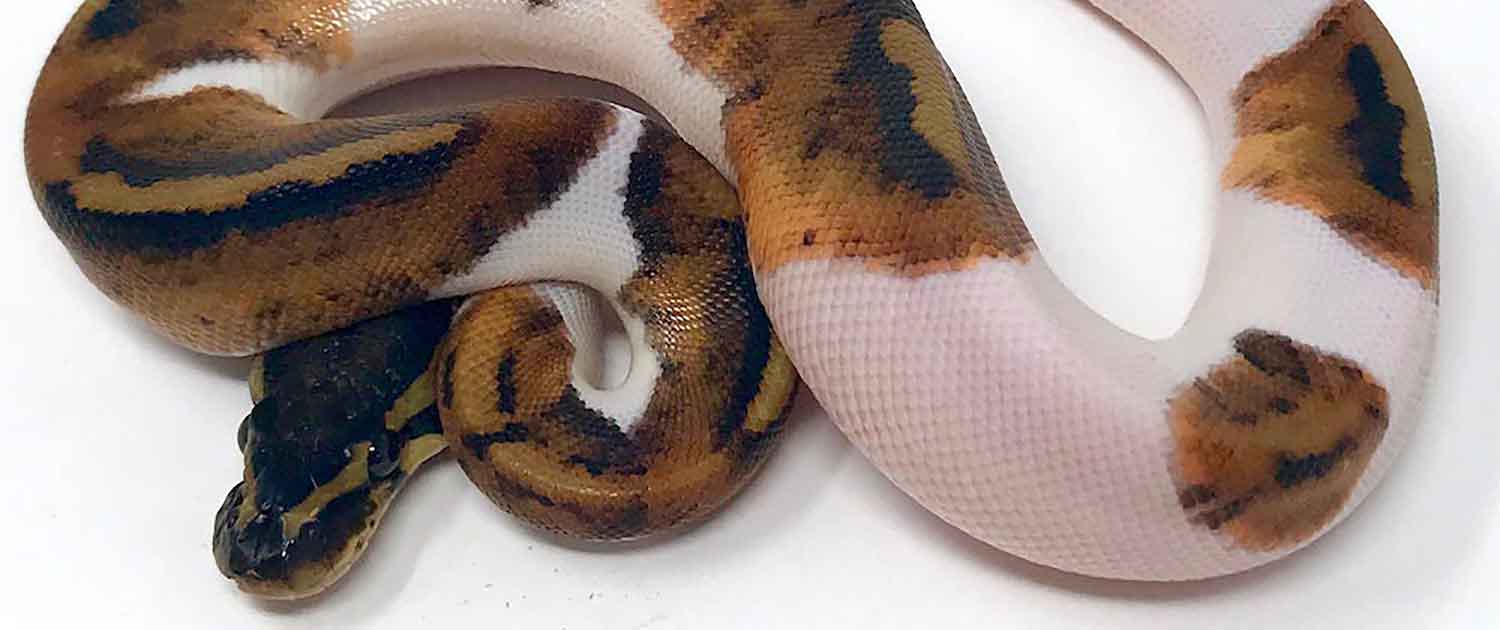 pied ball python morphs