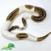 pied pastel ball python