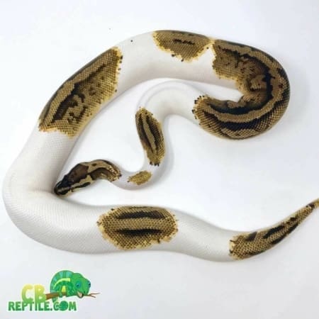 pied pastel ball python