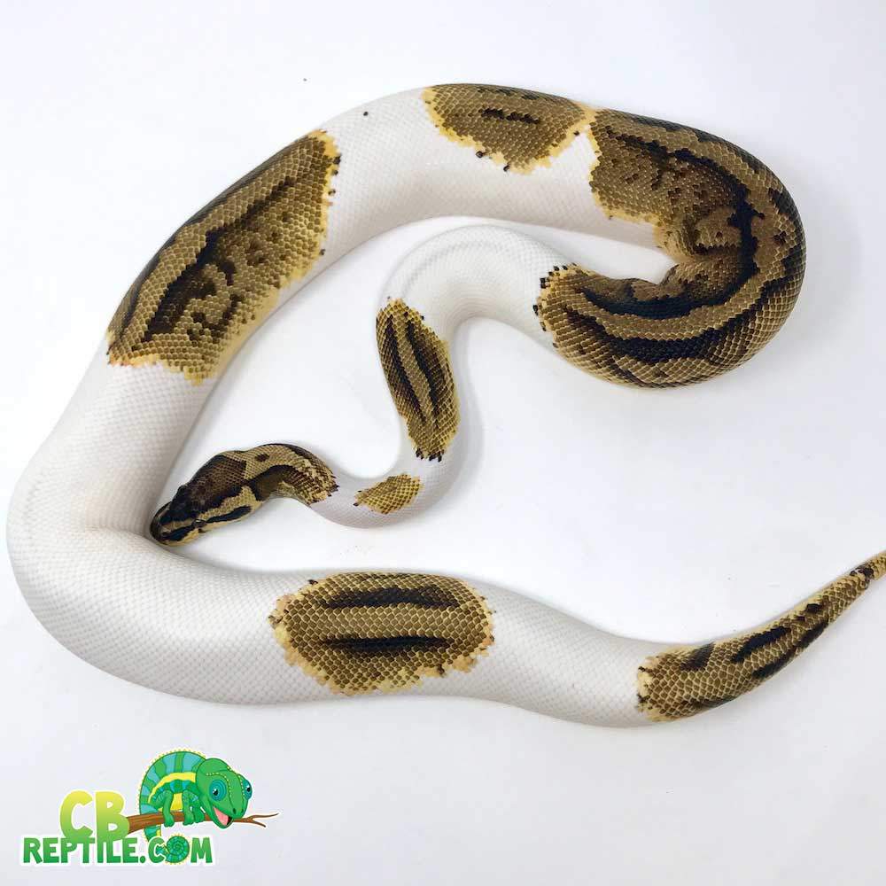 pied pastel ball python cost