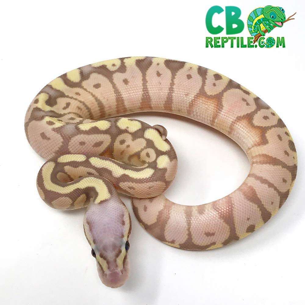 piebald ball python for sale online baby pie bald ball pythons for sale ...