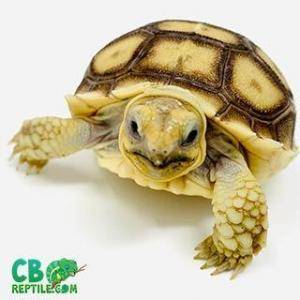 tortoises for sale