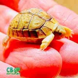 tiny tortoise