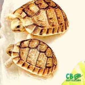 tortoise for sale online