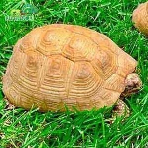 tortoise for sale