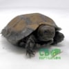 Burmese mountain tortoise for sale